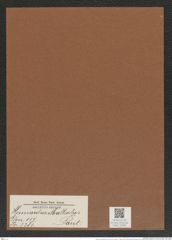 Hemiaulus malleolus Pant. (de-Toni-Nr.: Genus 117, Species 3381) Zeichnungen Sammlung Grunow Mappe 03586 (Herbarium_W_Grunow_drawings_Folder_03586)